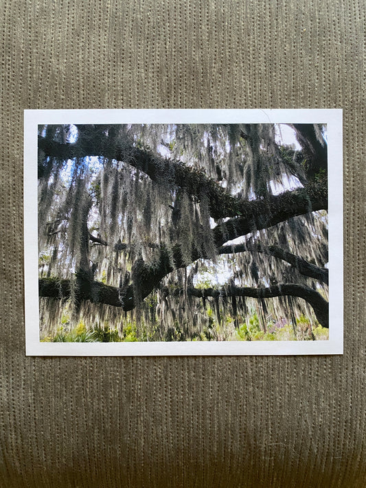 Spanish Moss - matte photo print