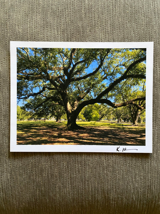 NOLA Tree #1 - matte photo print