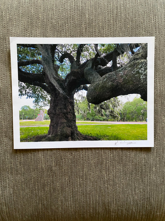 NOLA Tree #2 - matte photo print